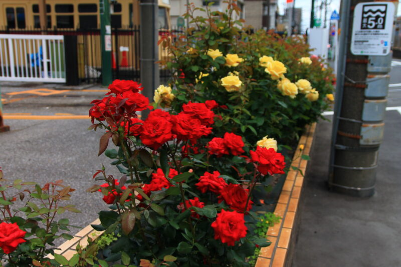 都電荒川線