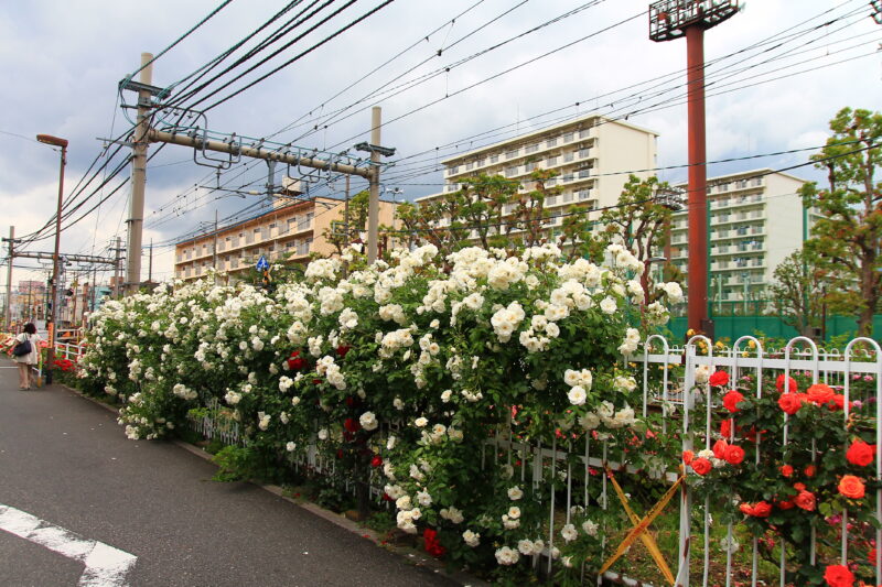 都電荒川線