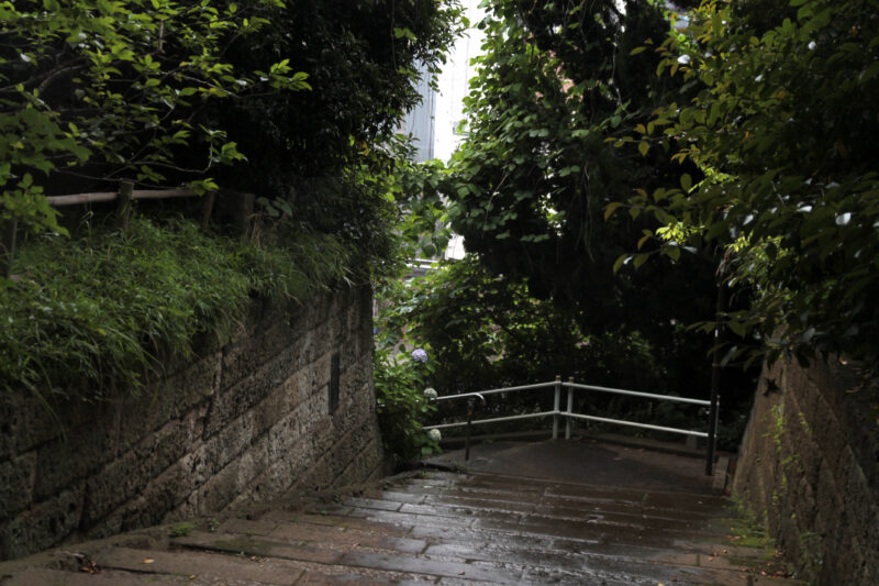 西日暮里 諏方神社 紫陽花
