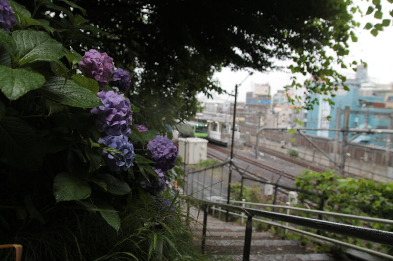 西日暮里 諏方神社 紫陽花