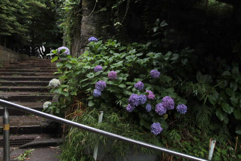 西日暮里 諏方神社 紫陽花