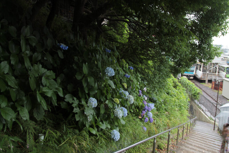 西日暮里 諏方神社 紫陽花