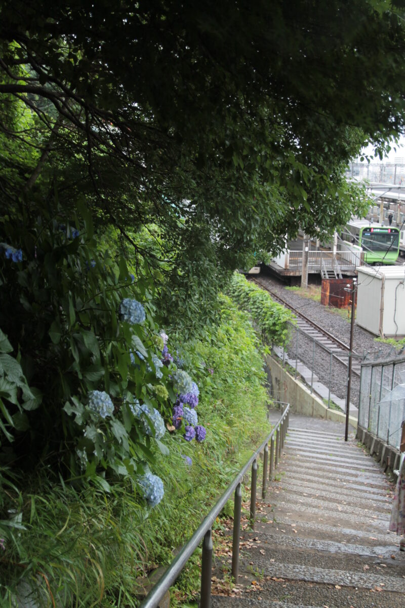 西日暮里 諏方神社 紫陽花