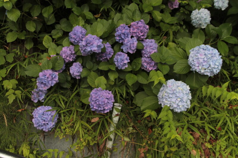 西日暮里 諏方神社 紫陽花
