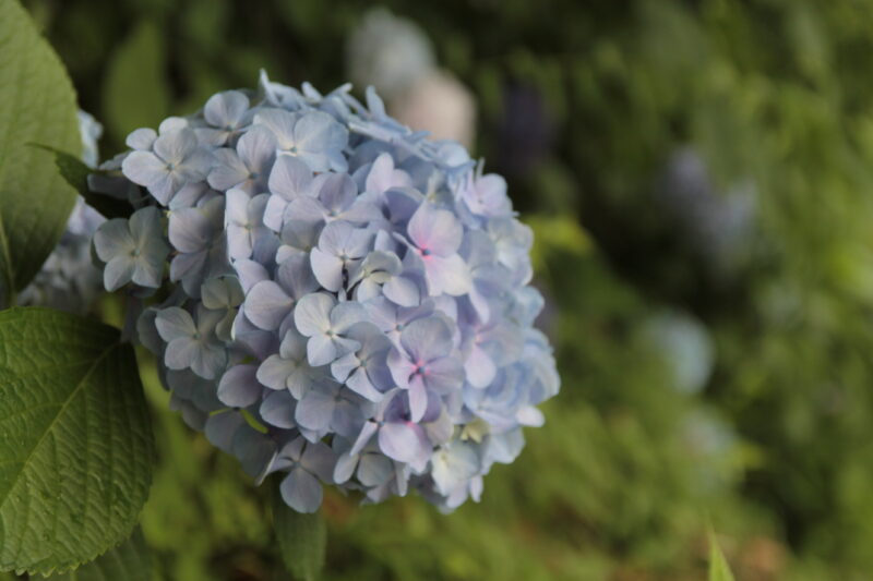 西日暮里 諏方神社 紫陽花