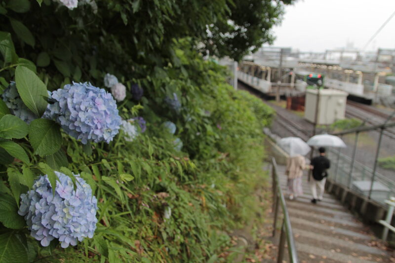 西日暮里 諏方神社 紫陽花