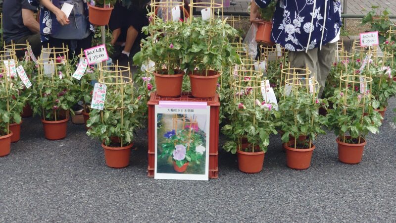 入谷朝顔まつり