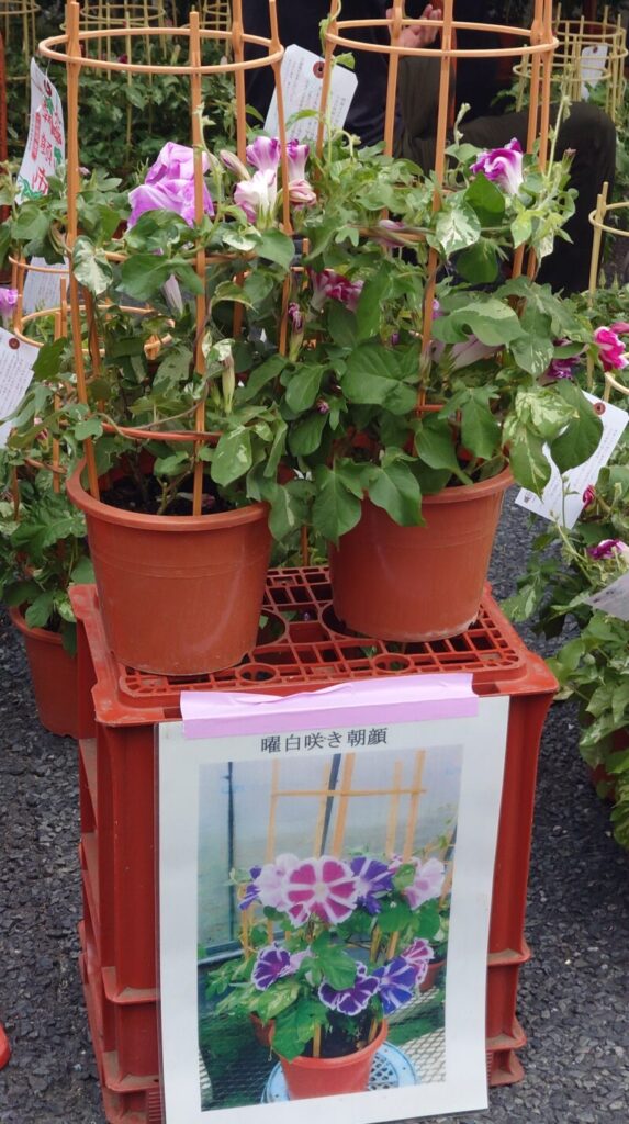 入谷朝顔まつり