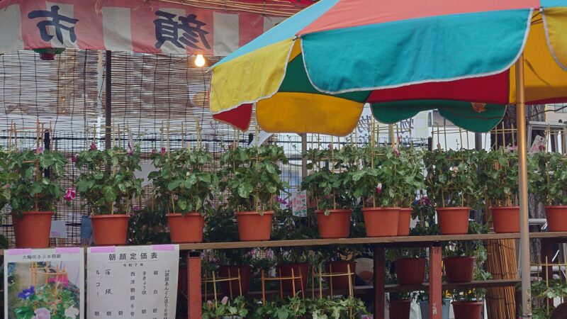 入谷朝顔まつり