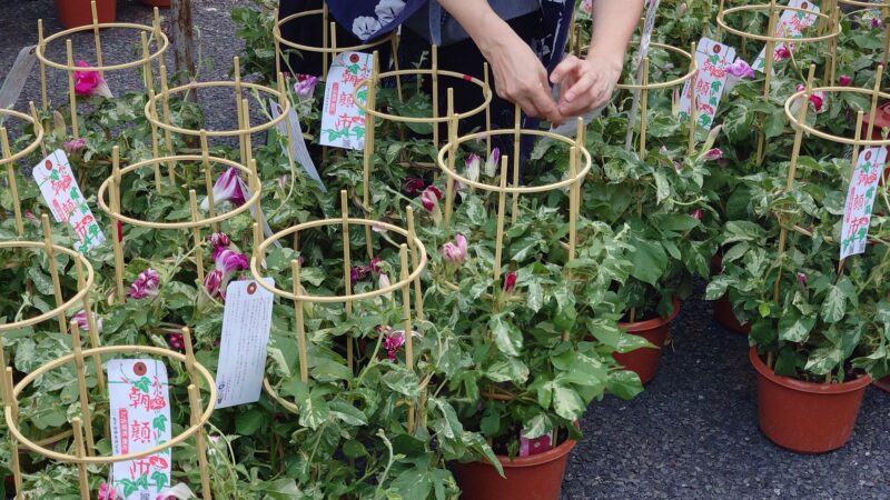 入谷朝顔まつり