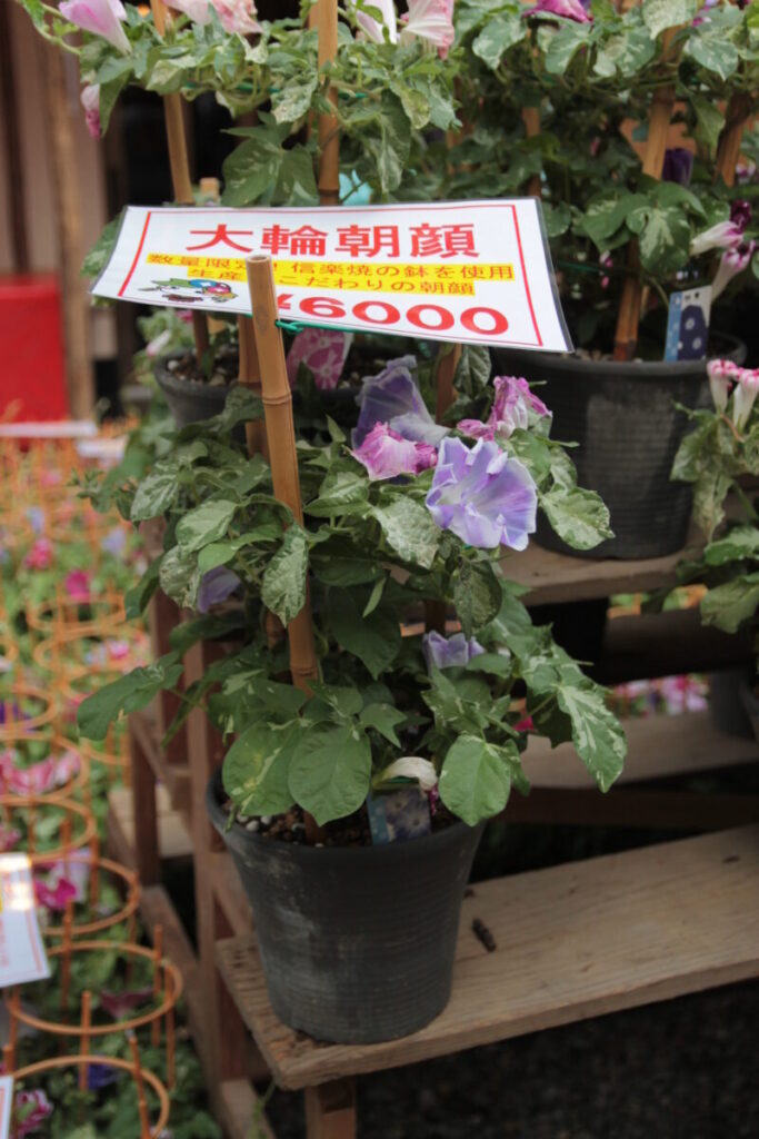 入谷朝顔まつり2025