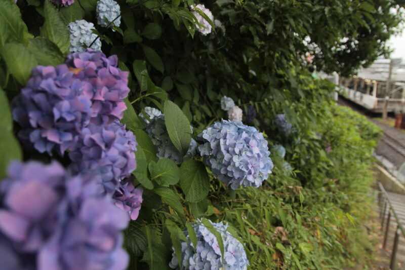 西日暮里 諏訪神社 紫陽花