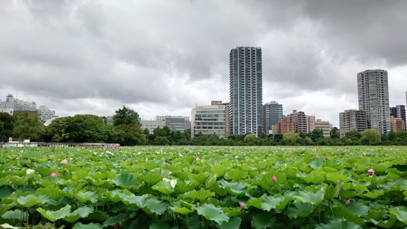上野公園 蓮の花