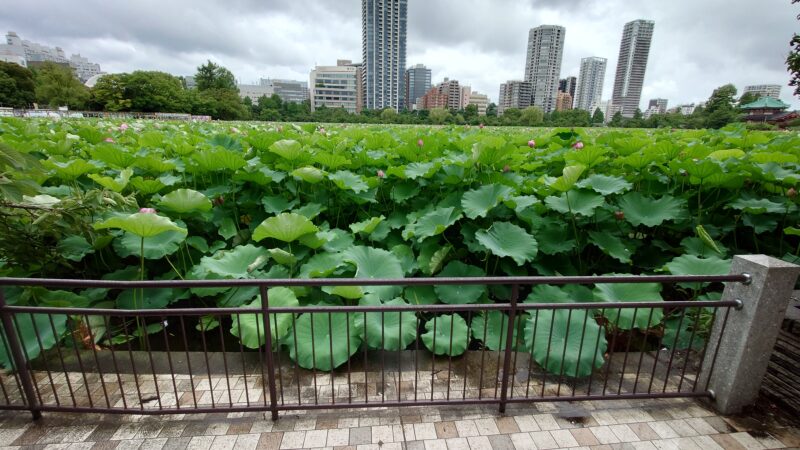 上野公園 蓮の花