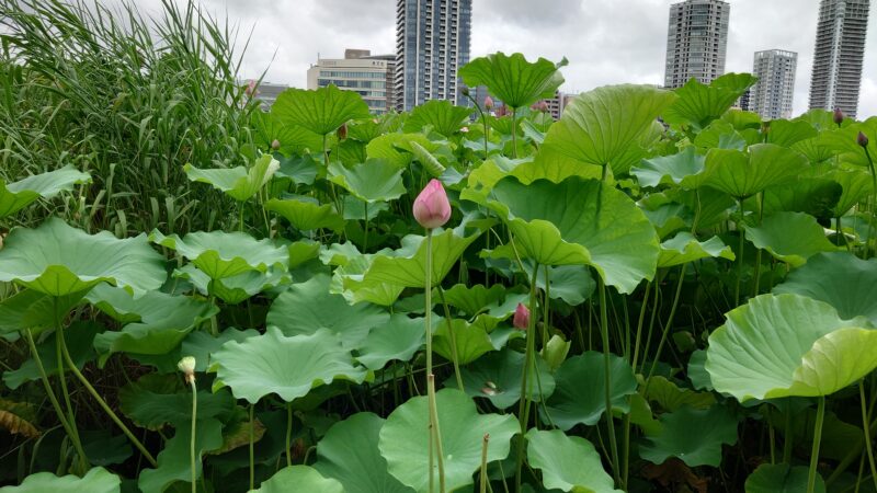 上野公園 蓮の花