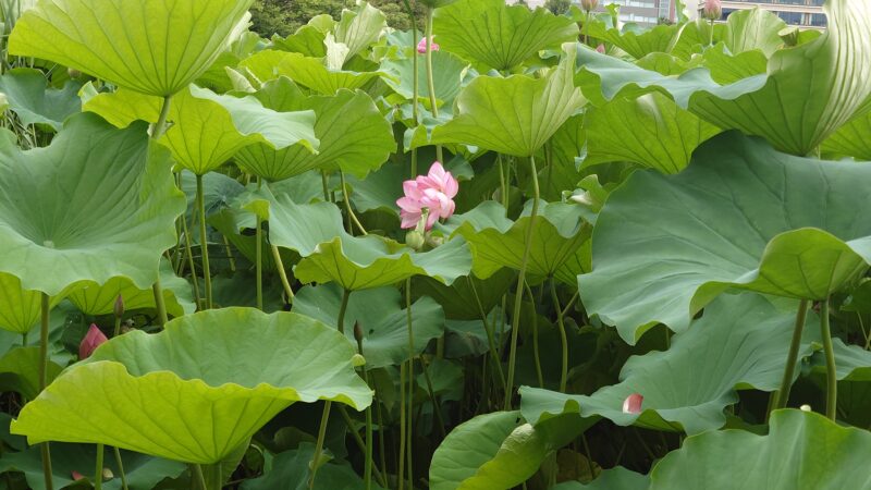 上野公園 蓮の花