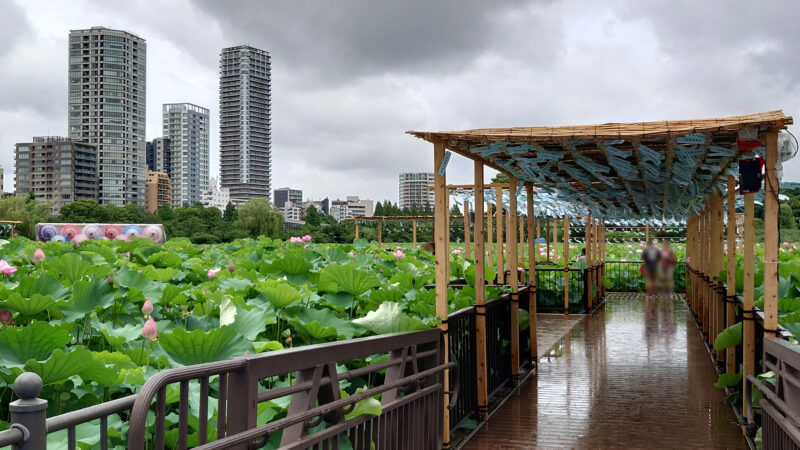 上野公園 蓮の花