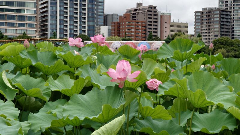 上野公園 蓮の花