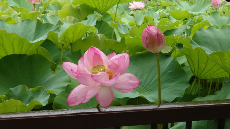 上野公園 蓮の花