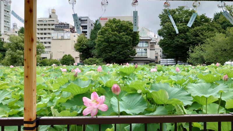 上野公園 蓮の花