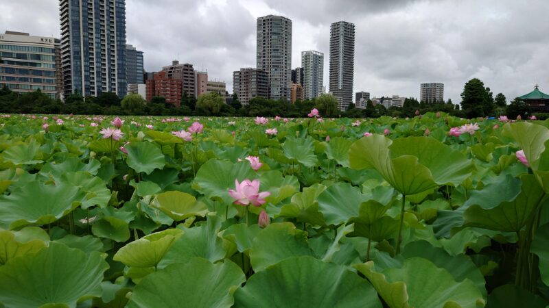 上野公園 蓮の花