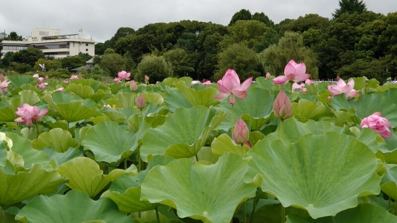 上野公園 蓮の花