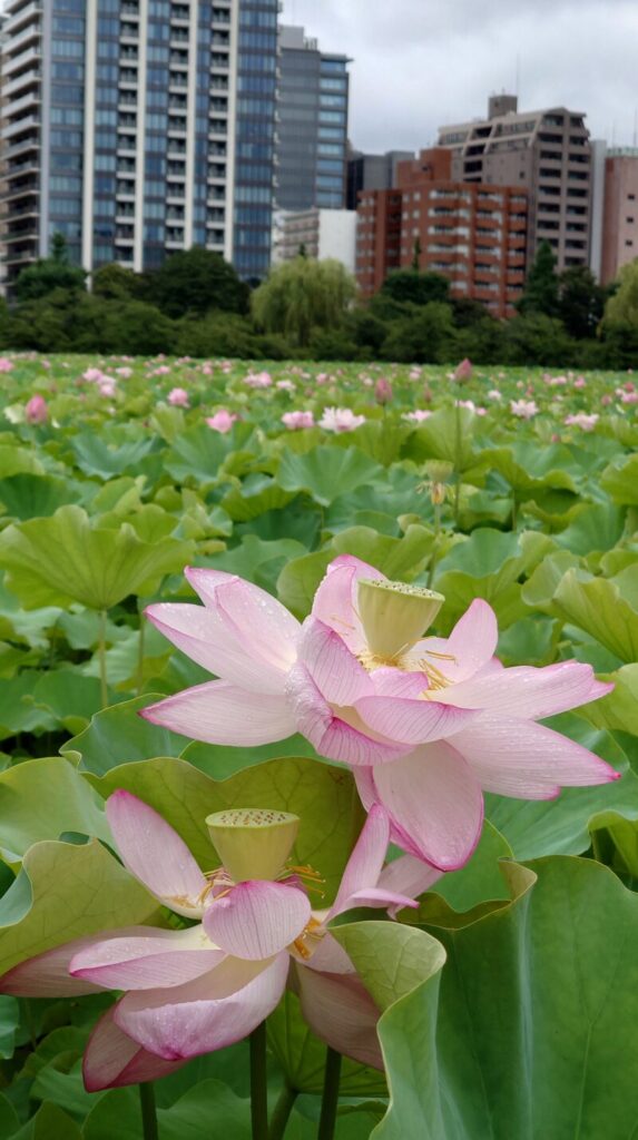 上野公園 蓮の花