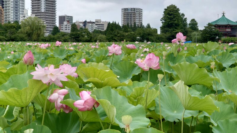上野公園 蓮の花