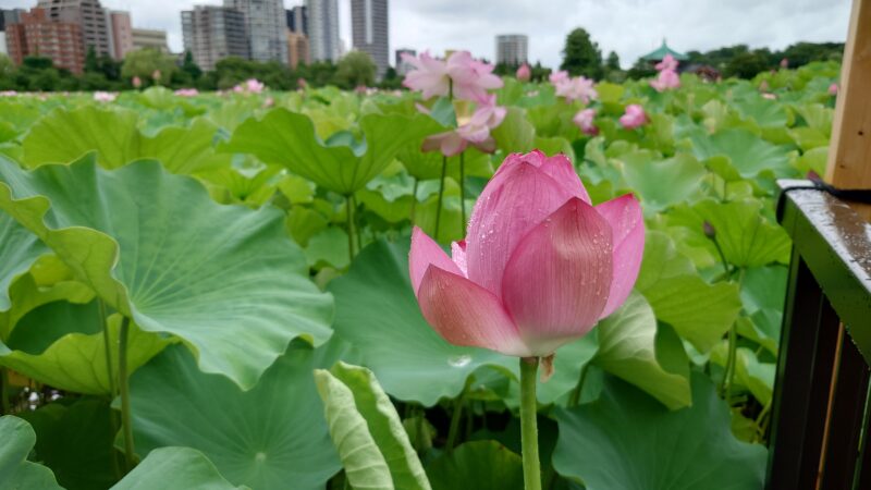 上野公園 蓮の花