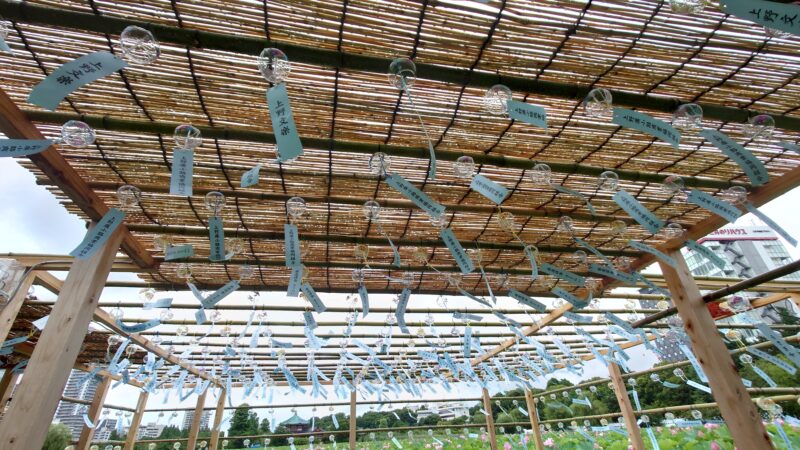 上野公園 蓮の花