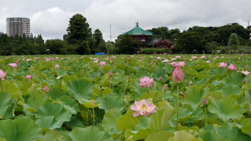 上野公園 蓮の花