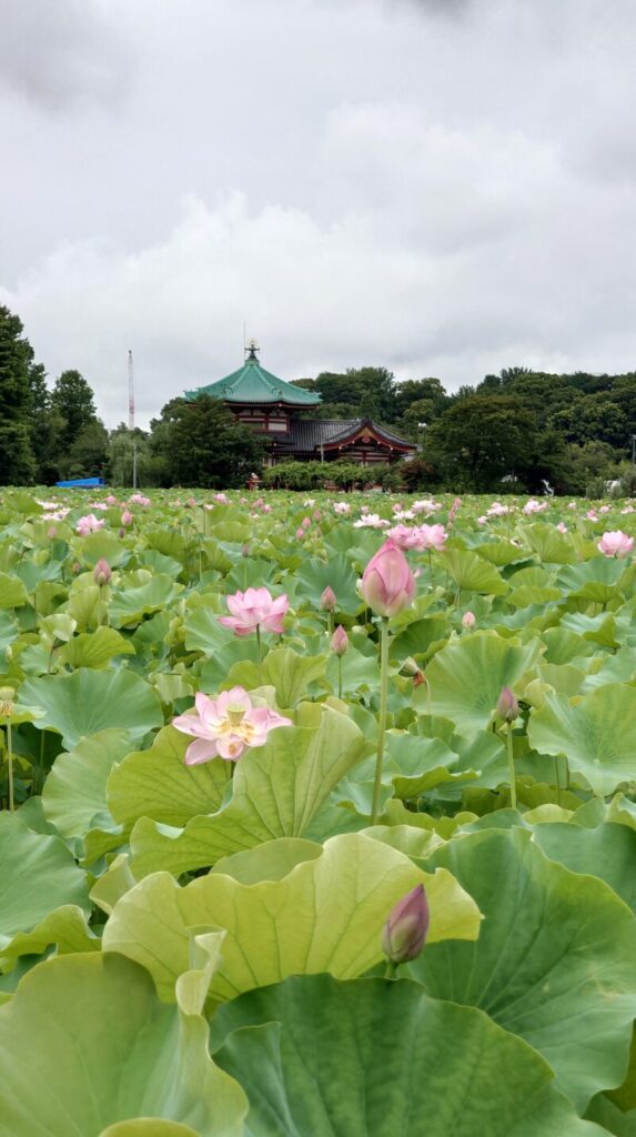 上野公園 蓮の花