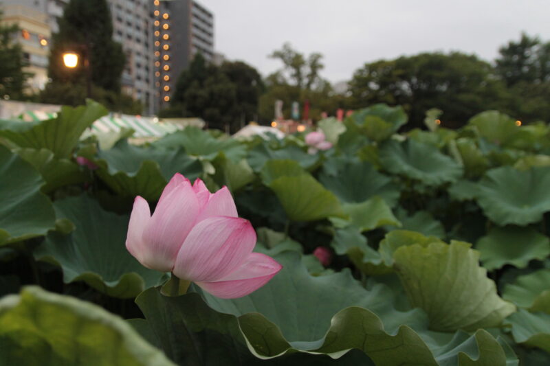 第74回 江戸趣味納涼大会うえの夏まつり