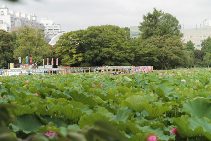 上野公園 蓮の花