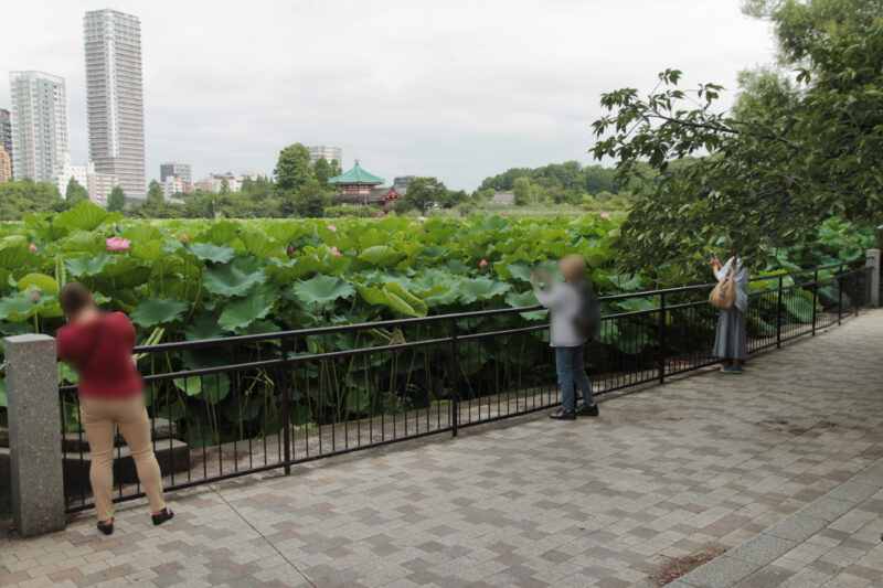上野公園 蓮の花