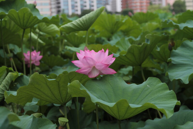 上野公園 蓮の花