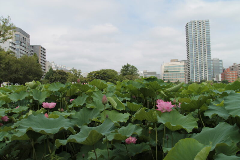 上野公園 蓮の花