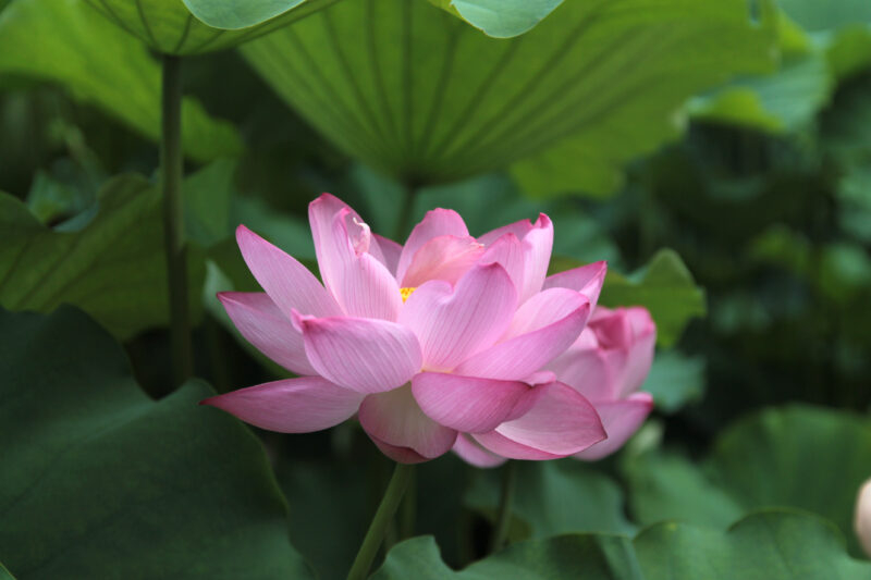 上野公園 蓮の花