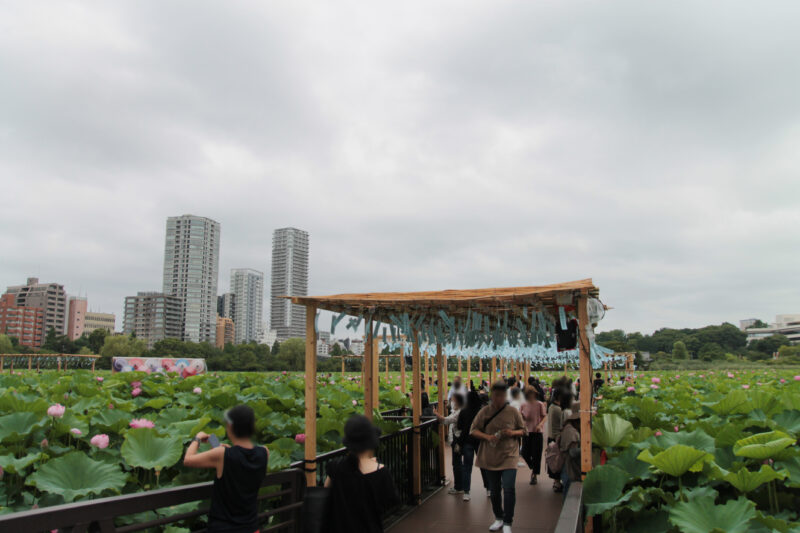 上野公園 蓮の花