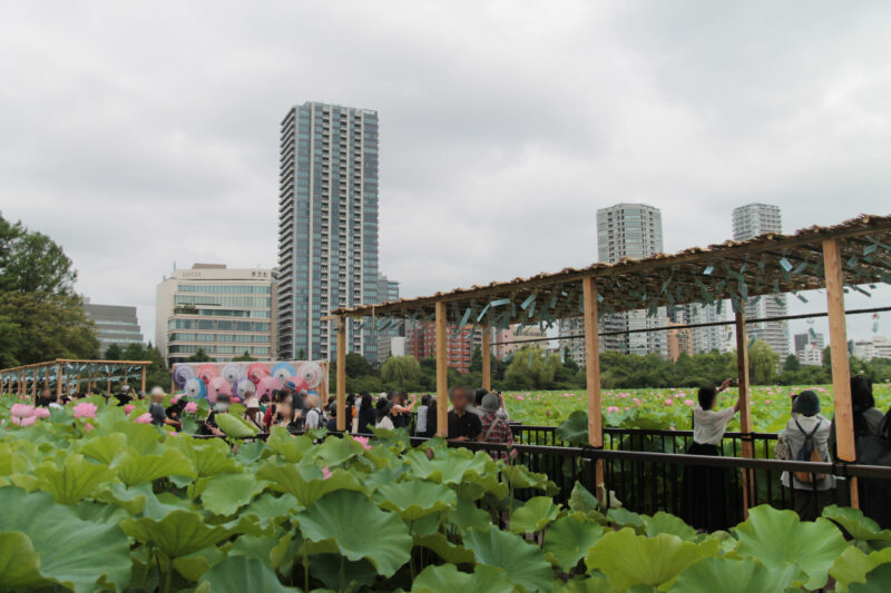 上野公園 蓮の花