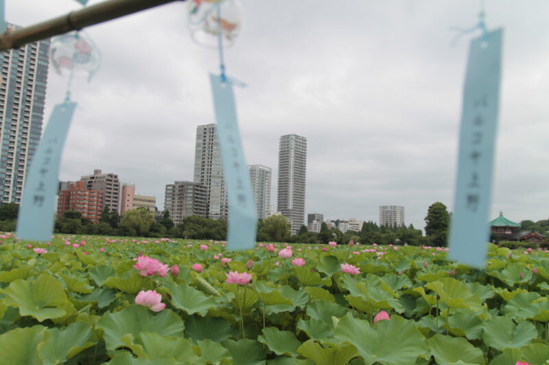 上野公園 蓮の花
