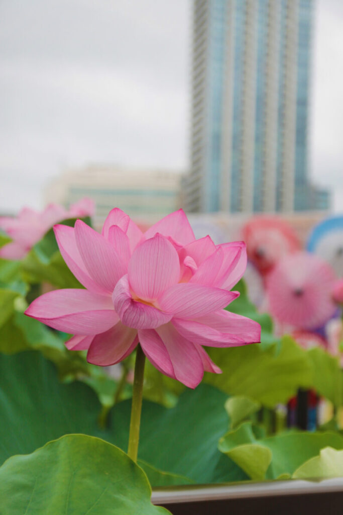 上野公園 蓮の花