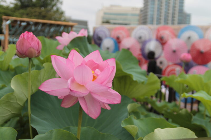 上野公園 蓮の花