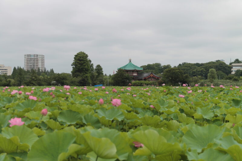 上野公園 蓮の花