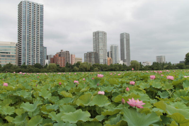 上野公園 蓮の花