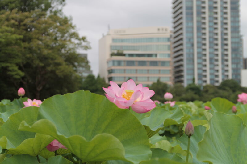 上野公園 蓮の花